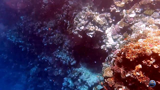 Rehana Royal Beach Resort Aquapark & Spa 5* 🇪🇬