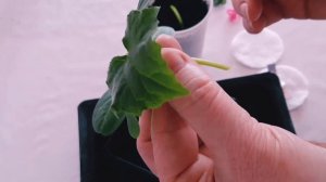 Прививка огурца на лагенарию