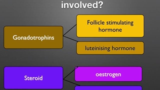 A level. U.3 Female reproductive system and oogenesis Ms Cooper смотреть онлайн