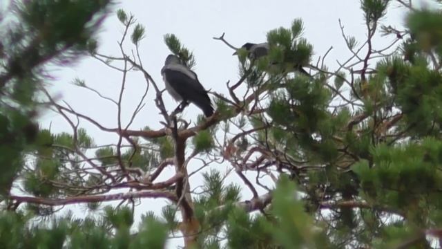 ОХОТА на ВОРОН. МИНУС ДВАДЦАТЬ... смотреть онлайн