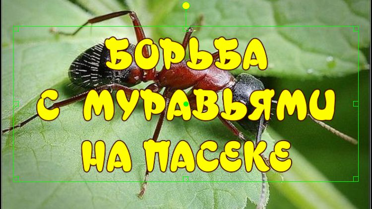 БОРЬБА С МУРАВЬЯМИ НА ПАСЕКЕ! БЕЗ ВАРИАНТОВ! КАК ИЗБАВИТЬСЯ ОТ МУРАВЬЁВ. смотреть онлайн
