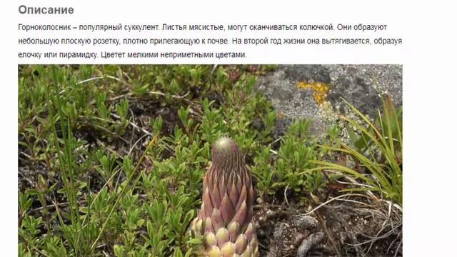 Горноколосник Красивые растения для дома и сада смотреть онлайн