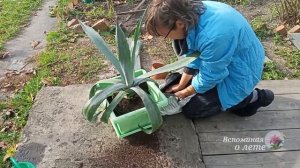 Пересадка агавы американской