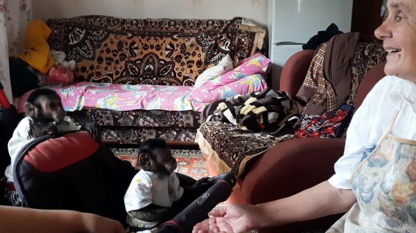 Как обезьяны ведут себя в гостях/Милана впервые встретилась с бабушками #monkey #обезьяна #petmonkey