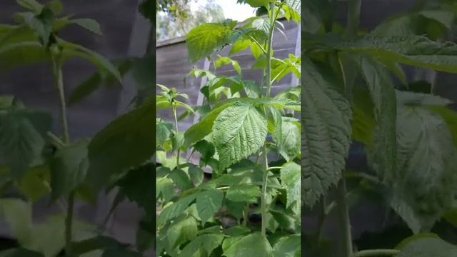 My autumn bliss raspberries with some early raspberries! смотреть онлайн
