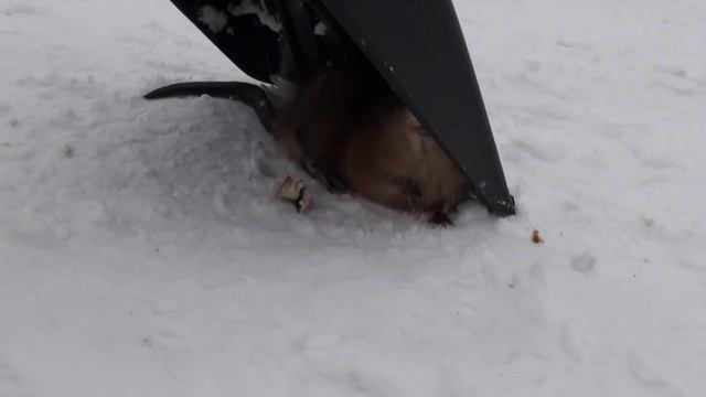 Дикий хомяк! смотреть онлайн