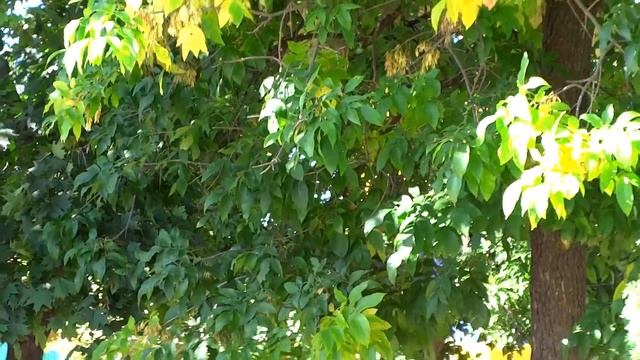 Городской парк в городе Боручаре, Воронежской области смотреть онлайн