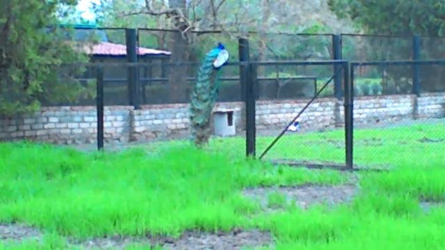 Павлин кричит от чего-то интересного смотреть онлайн