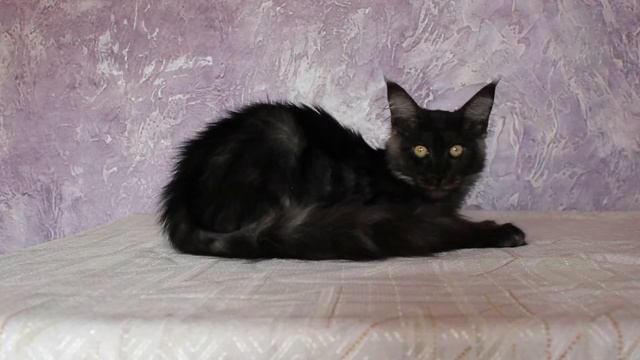 Черный дым мейн кун Black smoke Maine Coon смотреть онлайн
