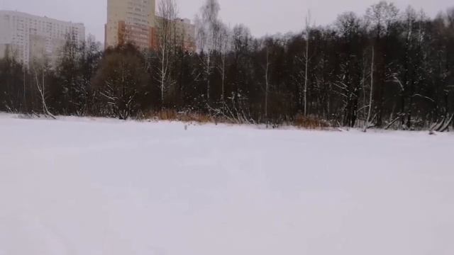 Лабрадор Арчи бегает за бумерангом) смотреть онлайн