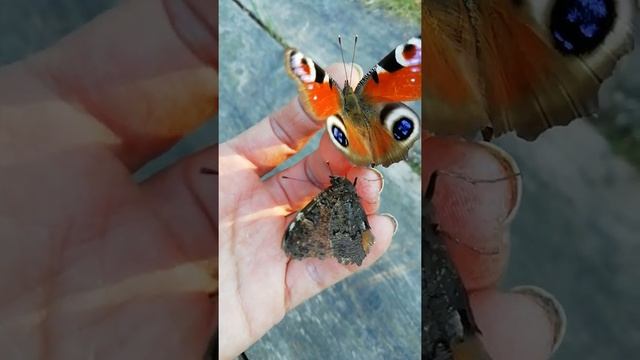 Наконец-то после долгой, холодной, затяжной весны наступило лето! #бабочка #павлиний_глаз #красота смотреть онлайн