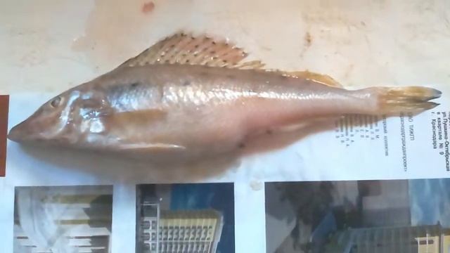 Редкая рыба ершь носарь мало кто ловил и знает про эту рыбу. смотреть онлайн