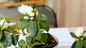 Комнатное растение Азалия или Рододендрон - уход в домашних условиях.