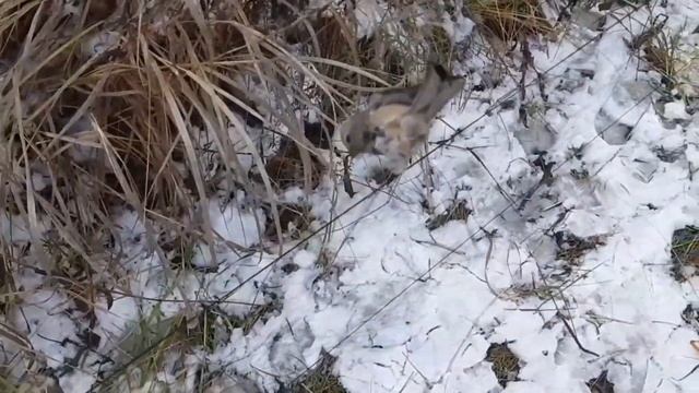 Ловля птиц (урагусы) смотреть онлайн