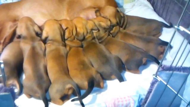 Щенки таксы стандартной гладкошерстной,питомник "С Темерника" смотреть онлайн