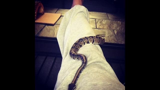 SPOTTY THE BALL PYTHON JUNE UPDATE. AND FINALLY FILMED A COMPLETE STRIKE, AND FEED VIDEO. смотреть онлайн