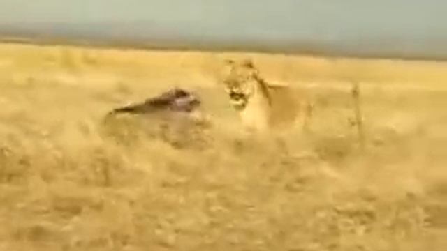 кабан против льва кабан жжёт хDDD смотреть онлайн