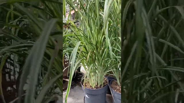 Miscanthus sinensis. grass смотреть онлайн