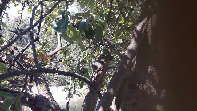 Гнездо хохлатых синичек. Релакс видео смотреть онлайн