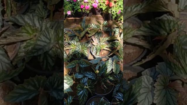 ll nursery overview in February #grow with me in ll #sorts ll смотреть онлайн