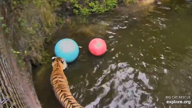 Double tiger trouble. Priya and Dutchess tigers at Big Cat Rescue. смотреть онлайн