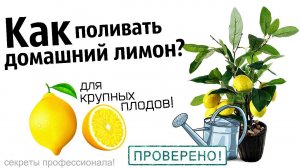 Как правильно поливать домашний лимон? Как часто поливать лимон +в домашних условиях?