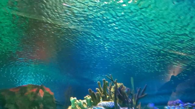Океанариум в г.Санкт-Петербург ("Oceanarium in St. Petersburg") (Часть 2) смотреть онлайн
