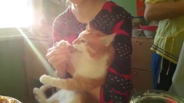 Рыжий кот смешно ест блины Red cat eating pancakes смотреть онлайн