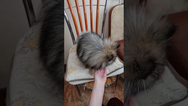 Мир кошек в темноте