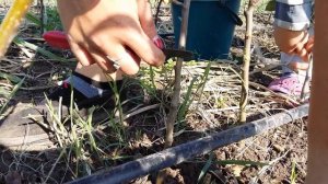 окулировка (прививка) яблони