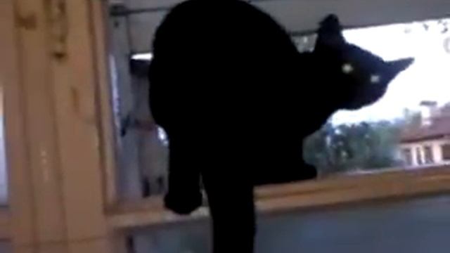 Barking cat gets caught! (ORIGINAL) смотреть онлайн