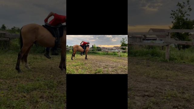 Заездка лошади с нуля / арабо-терская порода лошадей / M-H