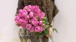 19 пионовидных роз «Мисти Баблс » | Spbroza.ru