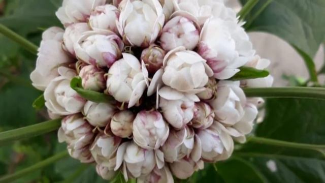 Glorybower Flowers смотреть онлайн