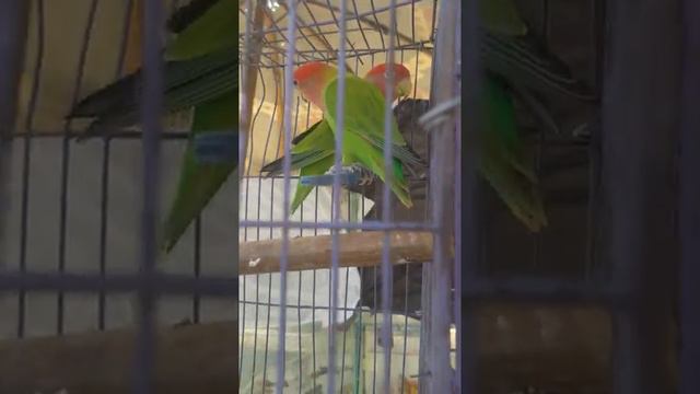 BOZORDA SHUNDAY HAYVONLAR SOTILISHINI BIRINCHI BOR KO'RYAPMAN VIDEONI OXIRIGACHA KO'RING 🙉👍 🐒🐁🦎🐍🦉🦅🦔 смотреть онлайн