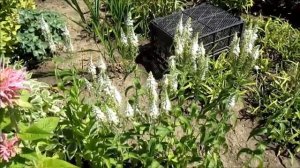 Вероника    'Alba'