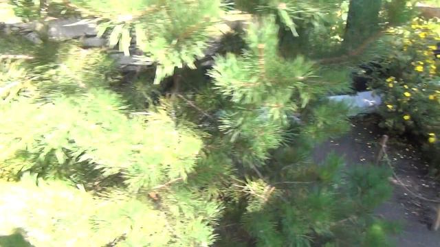 роев ручей леопард смотреть онлайн