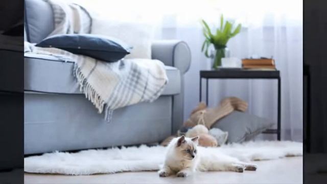 Сколько лет живут кошки смотреть онлайн