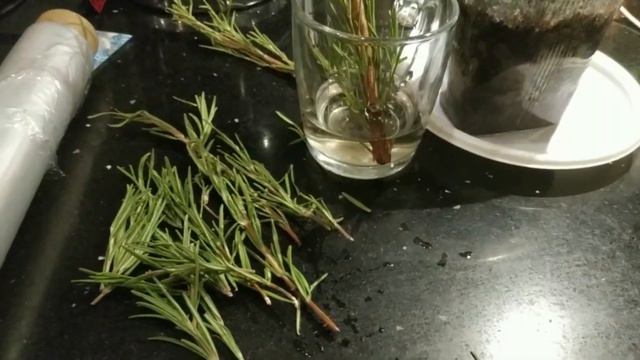 Черенкуем розмарин зимой смотреть онлайн