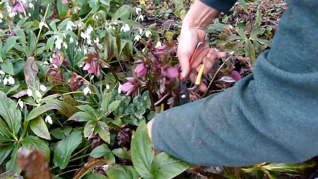 How to keep Hellebores looking good смотреть онлайн