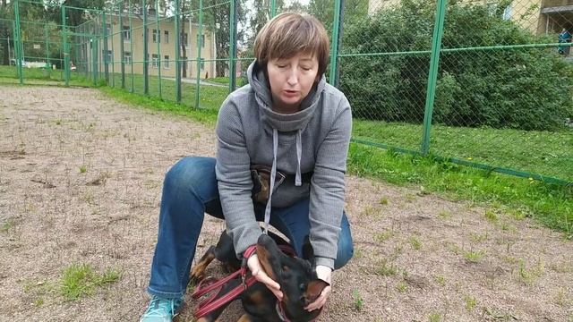 СМЕНА ЗУБОВ | ХОЧУ ДОБЕРМАНА смотреть онлайн