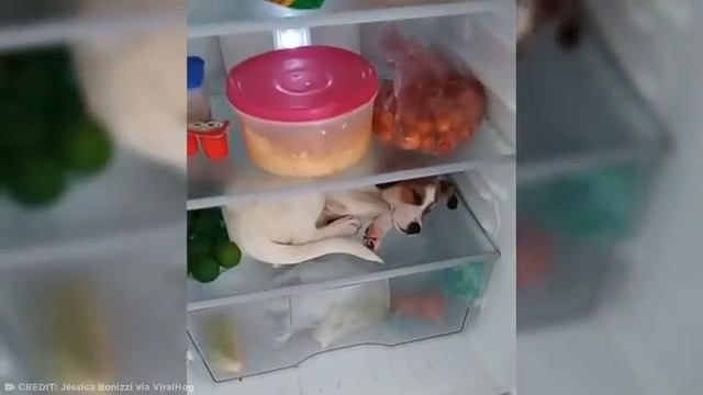 Странное Поведение Животных, Записанное На Видео