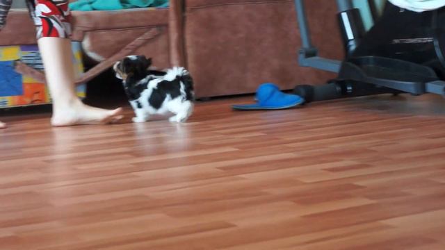 Дэлайт оф Соулз Вайтл Форс смотреть онлайн