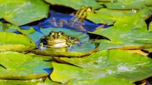 Звуки и голоса.
