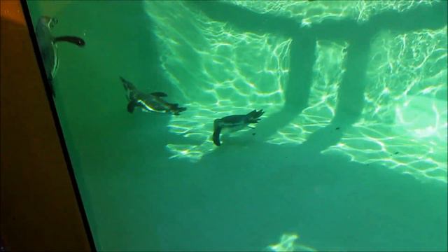 Пингвины веселятся на улице 16.08.18 смотреть онлайн