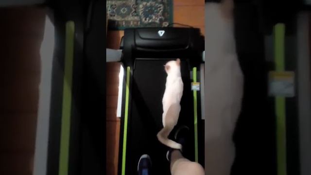 Учись как правильно надо ходить))))) смотреть онлайн