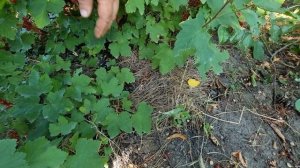 КАК ИСПОЛЬЗОВАТЬ СОСНОВЫЕ ИГОЛКИ НА ОГОРОДЕ ???