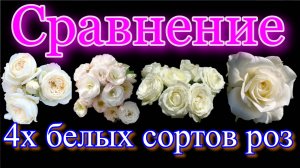 Сравнение четырёх сортов роз. Артемис, Буке Парфэ, Белый Шоколад, Маруся.