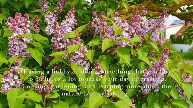Magnolia, Lilac and Almond tree blooms-Bowl with Salmon, Bulgur and vegetables смотреть онлайн