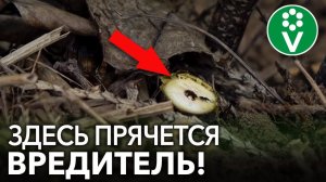 СРОЧНО! ЭТИ ВРЕДИТЕЛИ СМОРОДИНЫ МОГУТ ОСТАВИТЬ ВАС БЕЗ УРОЖАЯ!